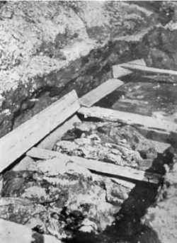 Biay195b.jpg